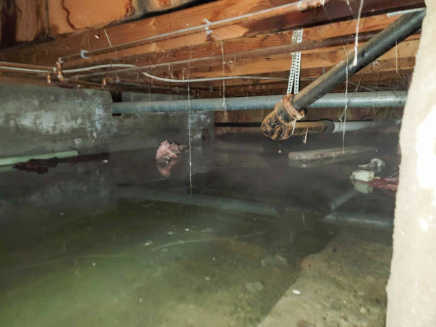 Best Mold removal after water damage  in Alamo, NV