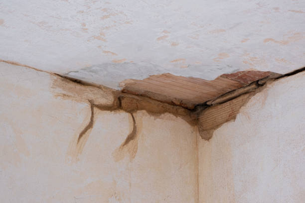 Best Carpet water damage restoration  in Alamo, NV