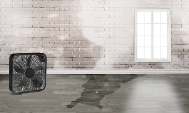 Best Sewage cleanup and water damage restoration  in Alamo, NV