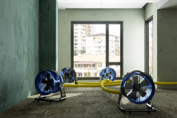 Best Water damage mitigation services  in Alamo, NV